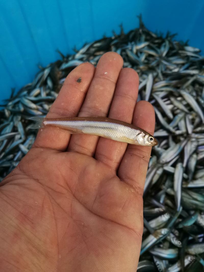 公鱼鲜货干货都有