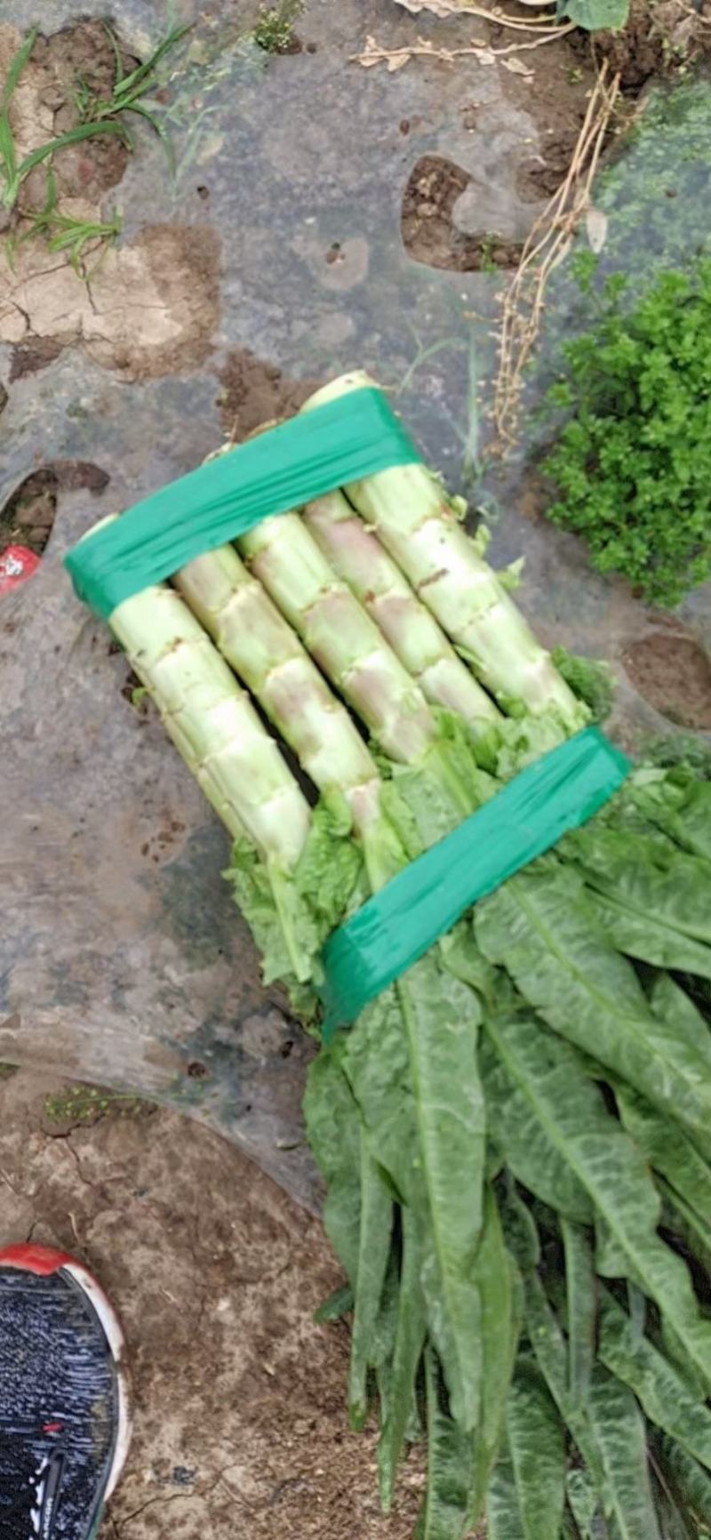 湖北莴苣红叶莴笋，大量上市，价格便宜，代发全国