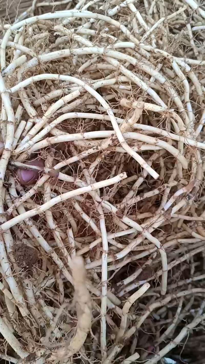 新鲜鱼腥草根，白茎鱼腥草，鲜嫩可口，产地直销，