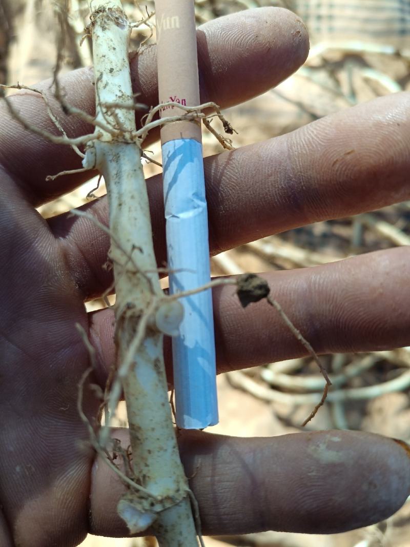 新鲜鱼腥草根，白茎鱼腥草，鲜嫩可口，产地直销，