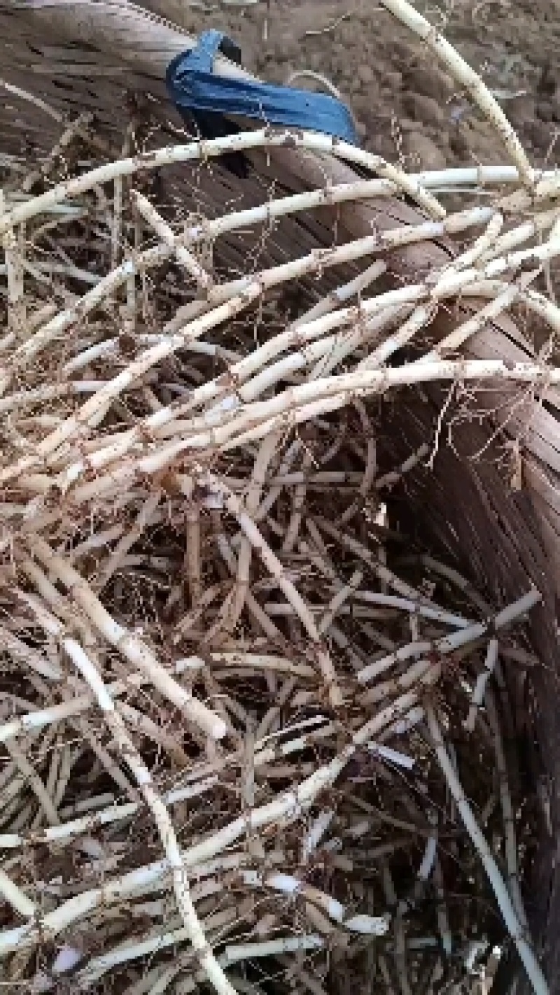 新鲜鱼腥草根，白茎鱼腥草，鲜嫩可口，产地直销，