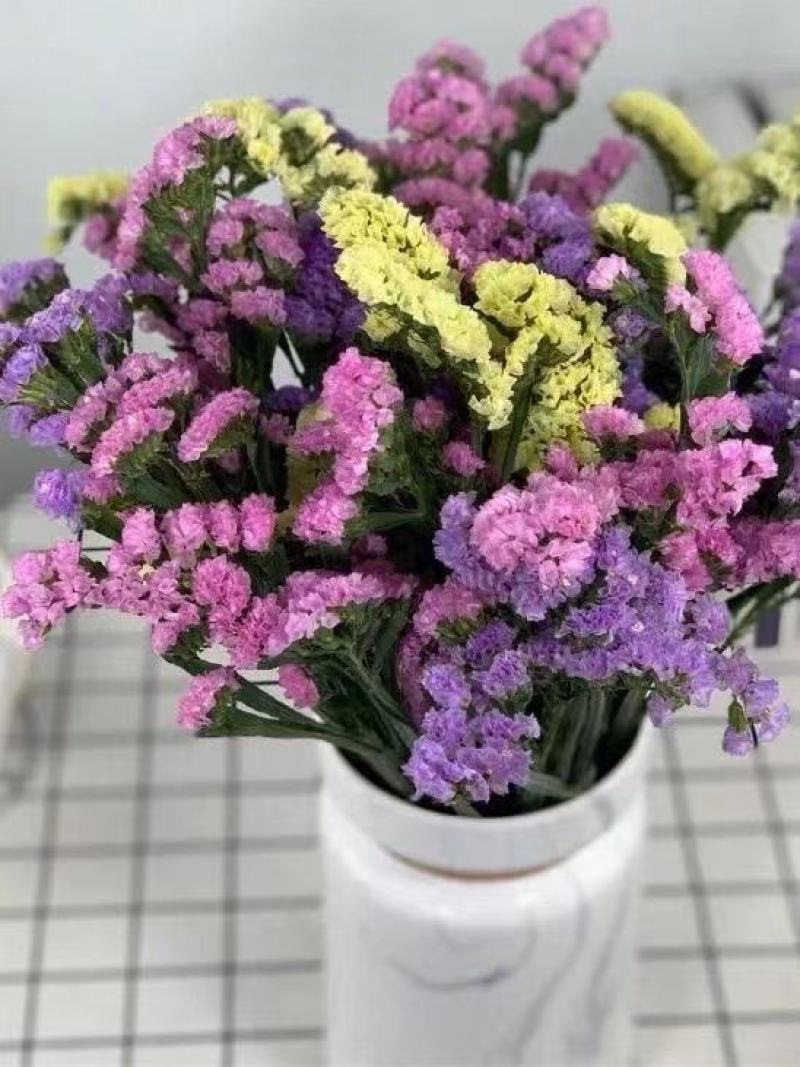 勿忘草种子勿忘我种子盆栽花种籽子室内外花海花卉种子可货到