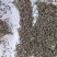 勿忘草种子勿忘我种子盆栽花种籽子室内外花海花卉种子可货到