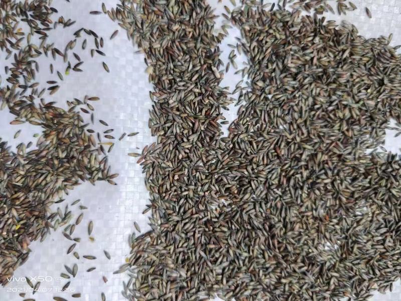 勿忘草种子勿忘我种子盆栽花种籽子室内外花海花卉种子可货到