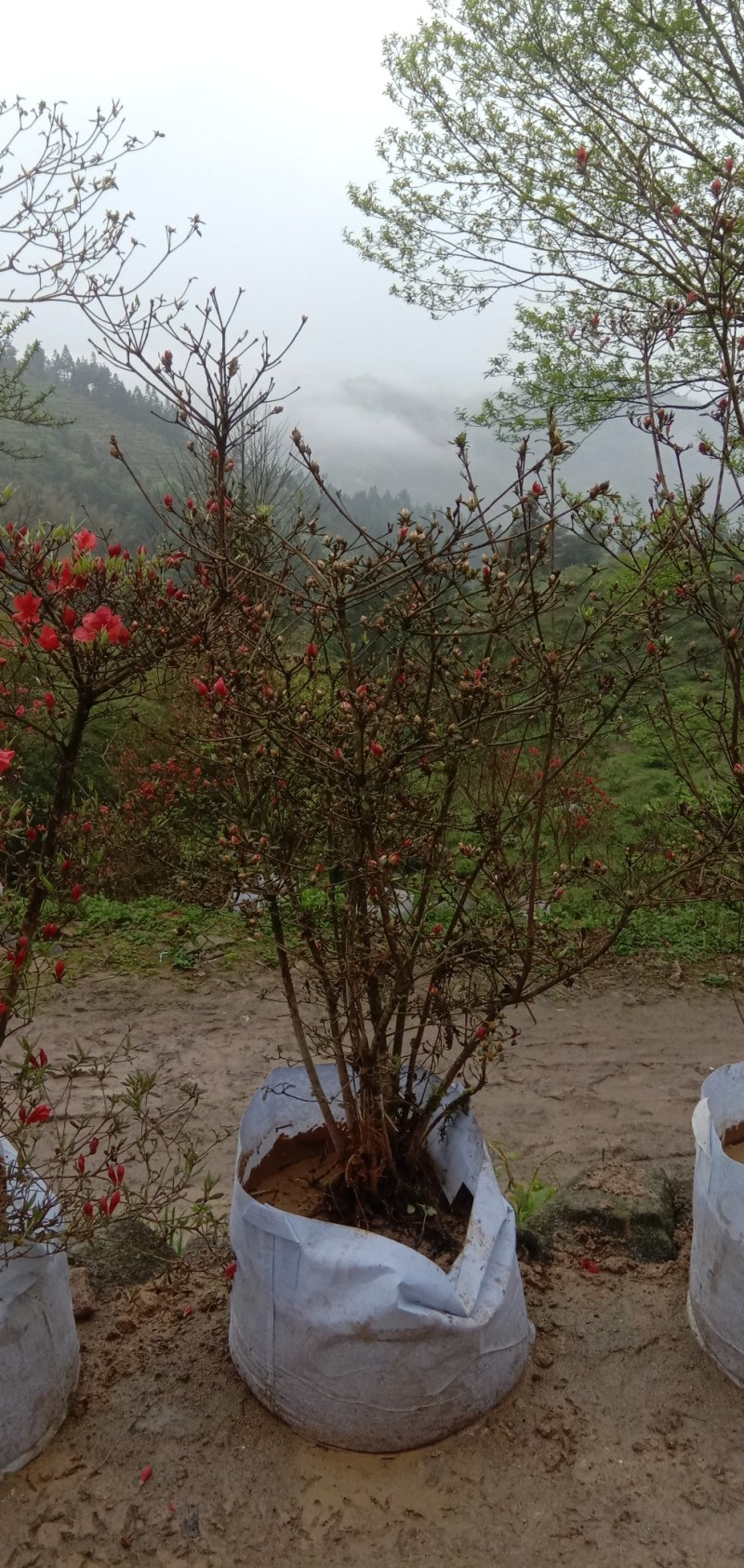 杜鹃映山红，高山国旗映山红，美值袋装国旗映山红