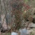 杜鹃映山红，高山国旗映山红，美值袋装国旗映山红