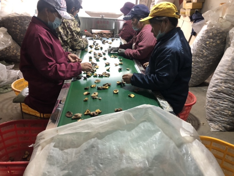 香菇碎片干货大小香菇破片蘑菇干香菇食用菌农产品原产地批发