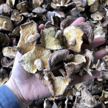 香菇碎片干货大小香菇破片蘑菇干香菇食用菌农产品原产地批发