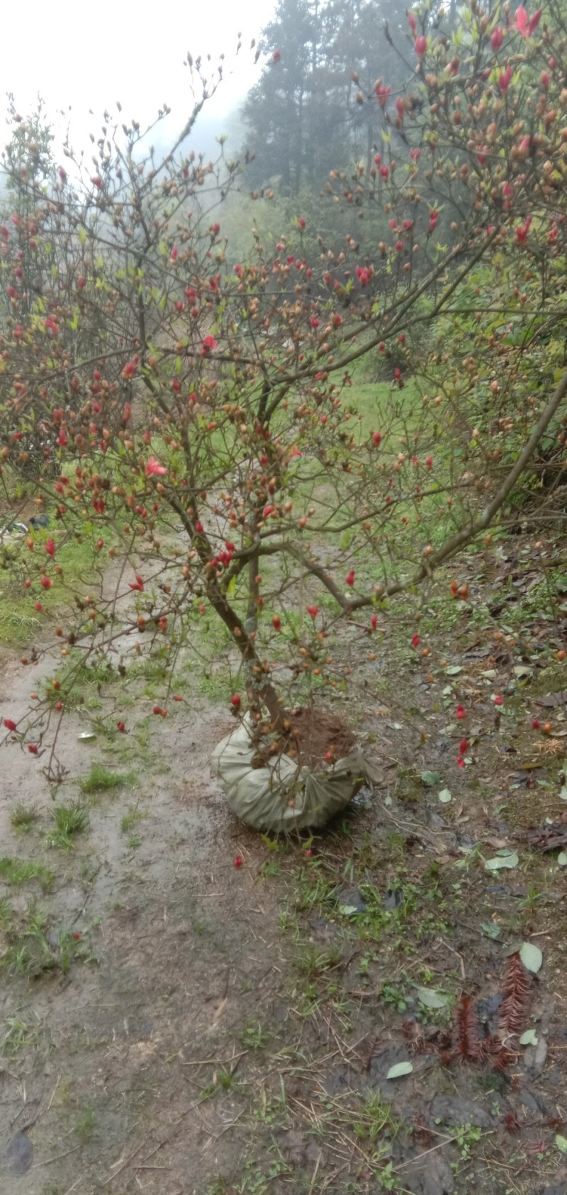 杜鹃映山红，高山国旗映山红，美值袋装国旗映山红