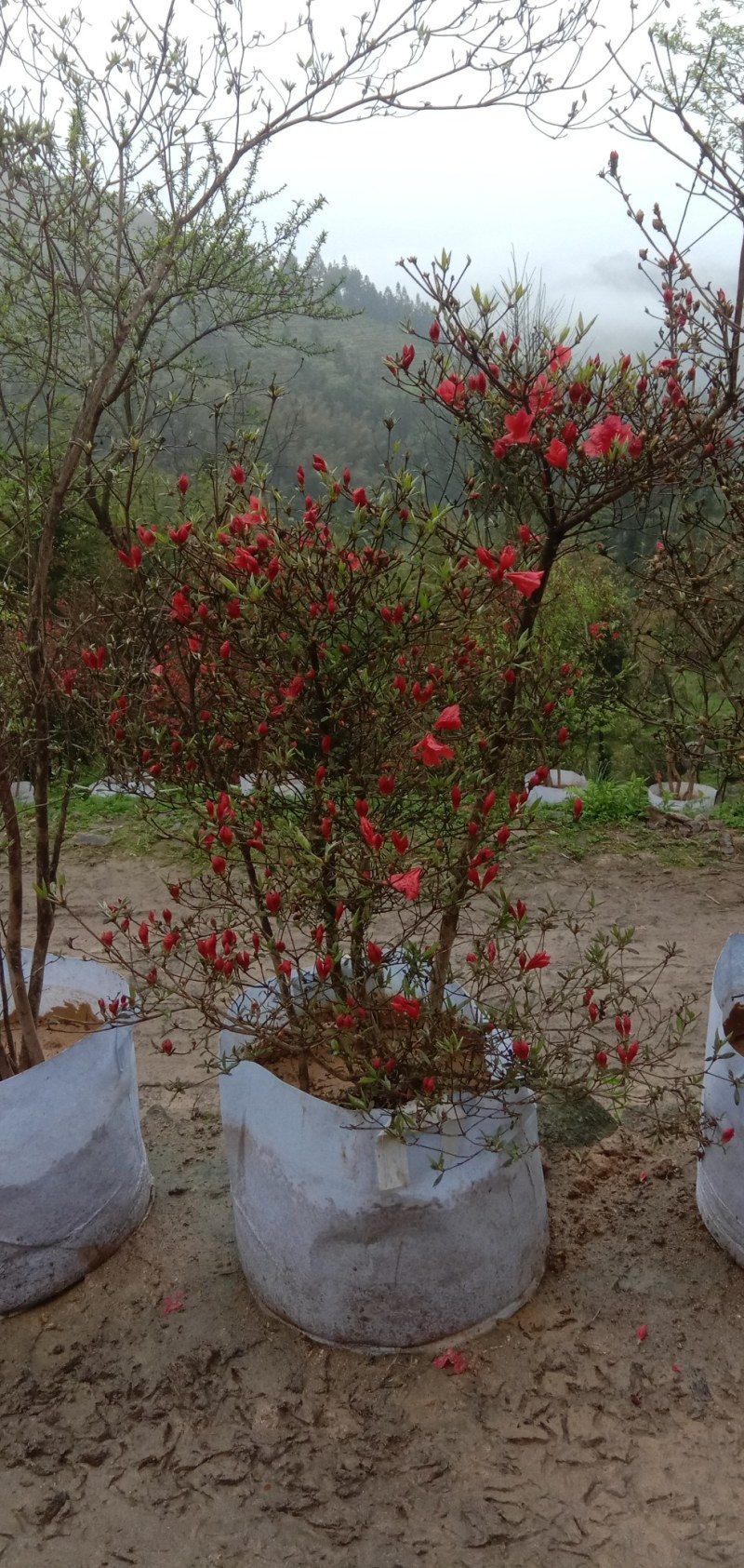 杜鹃映山红，高山国旗映山红，美值袋装国旗映山红