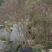 杜鹃映山红，高山国旗映山红，美值袋装国旗映山红