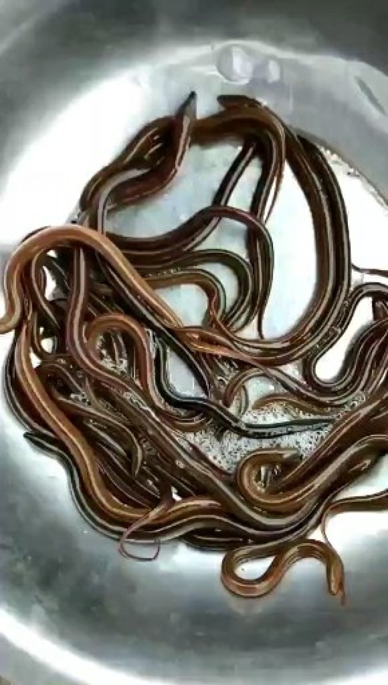 鳝鱼苗品种优良长得快好放养提供技术指导