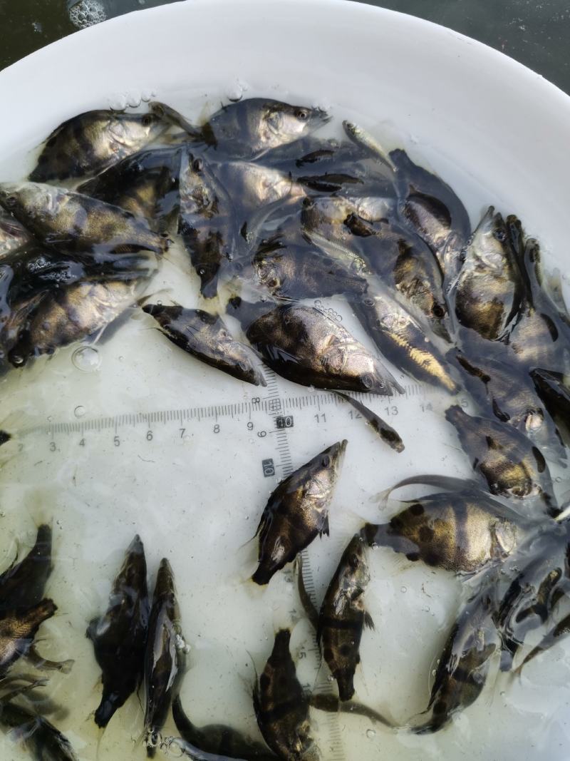 鳜鱼苗，桂花鱼苗大量现货，2021年头批鳜鱼苗，可接全国