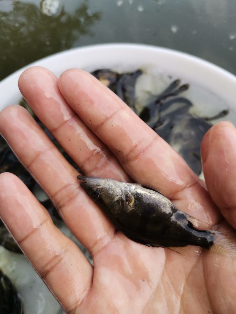 鳜鱼苗，桂花鱼苗大量现货，2021年头批鳜鱼苗，可接全国