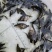 鳜鱼苗，桂花鱼苗大量现货，2021年头批鳜鱼苗，可接全国
