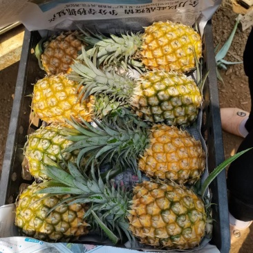 徐闻波萝基地，大量货源供应，产地直发，价格便宜