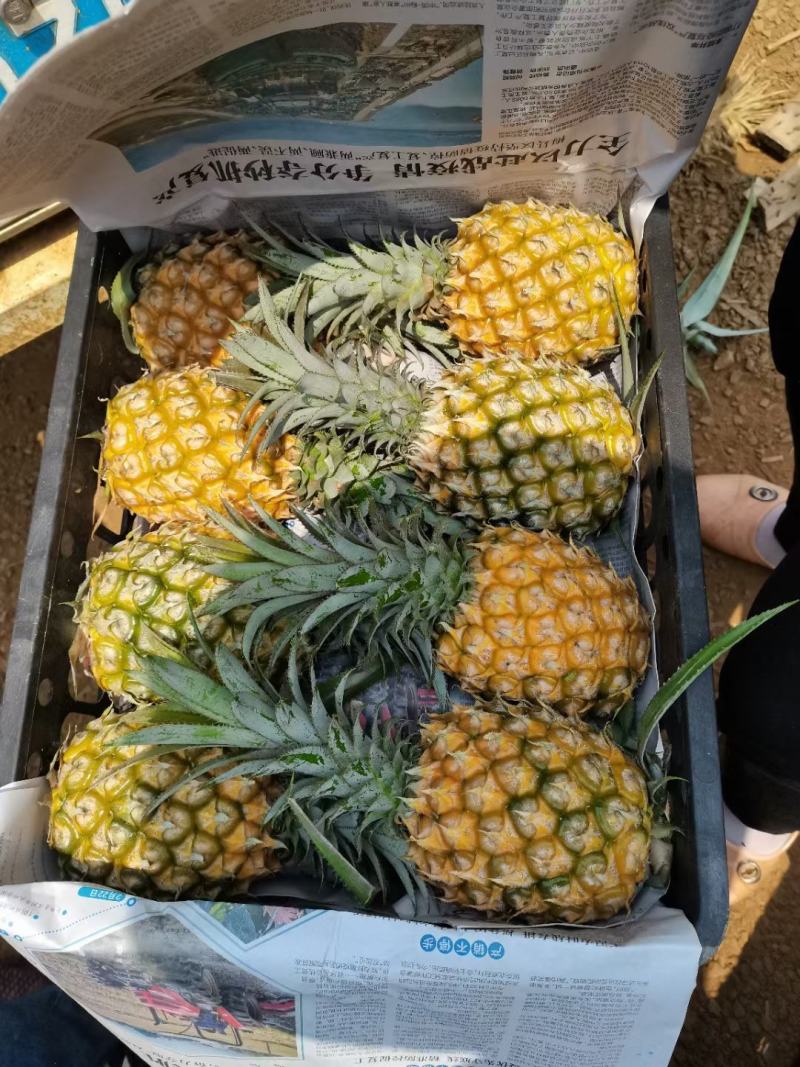 徐闻波萝基地，大量货源供应，产地直发，价格便宜
