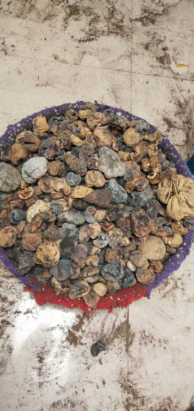 纯野生虎乳灵芝又名肉球菌，品质新货规格齐全