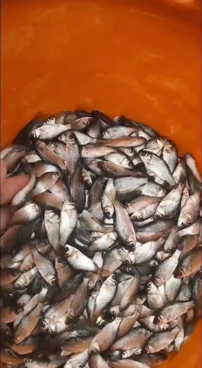 （精选优质）【鲫鱼苗】中科五号鲫鱼苗品种优质货源充足