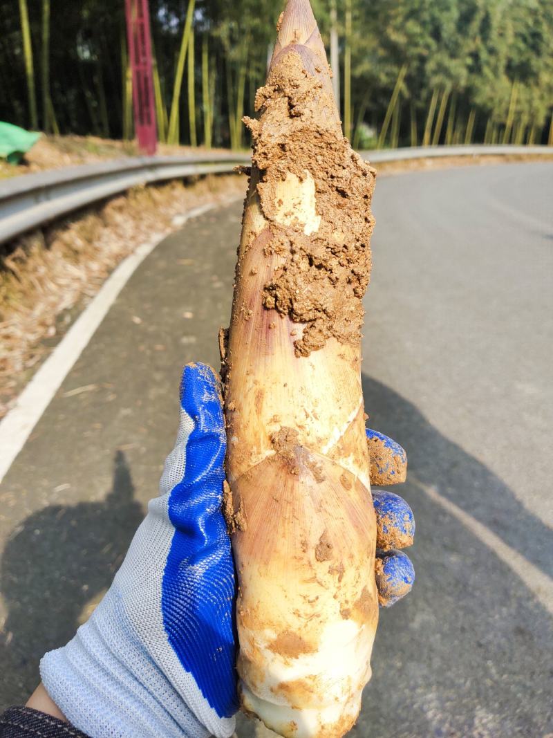 杭州富阳白洋毛笋上市了