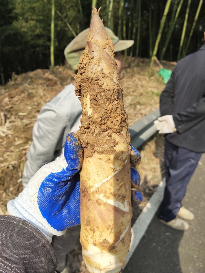 杭州富阳白洋毛笋上市了