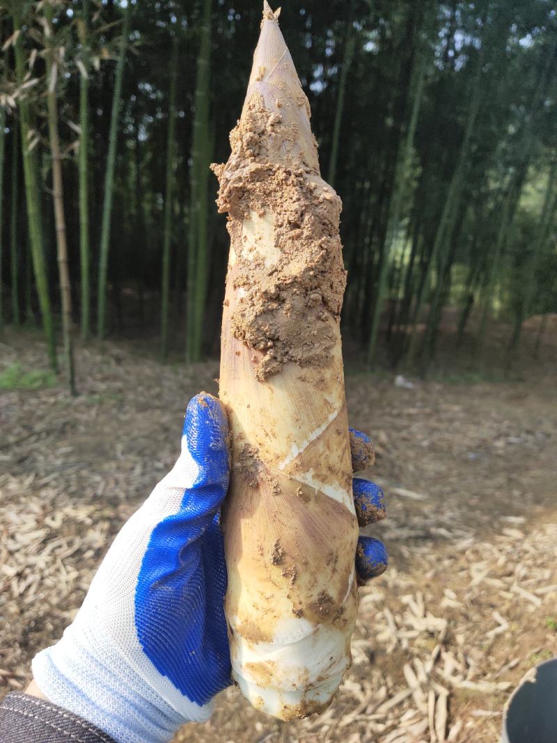 杭州富阳白洋毛笋上市了