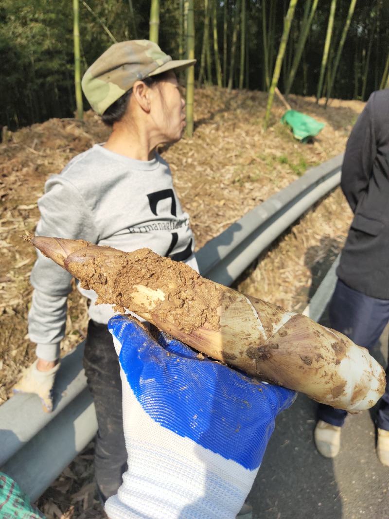 杭州富阳白洋毛笋上市了