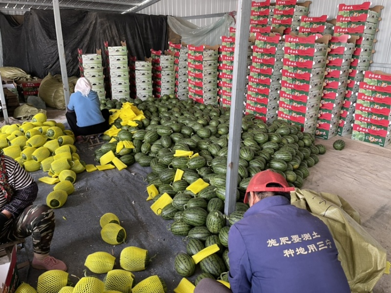 精品2k西瓜2斤打底9成熟万亩基地产地直销