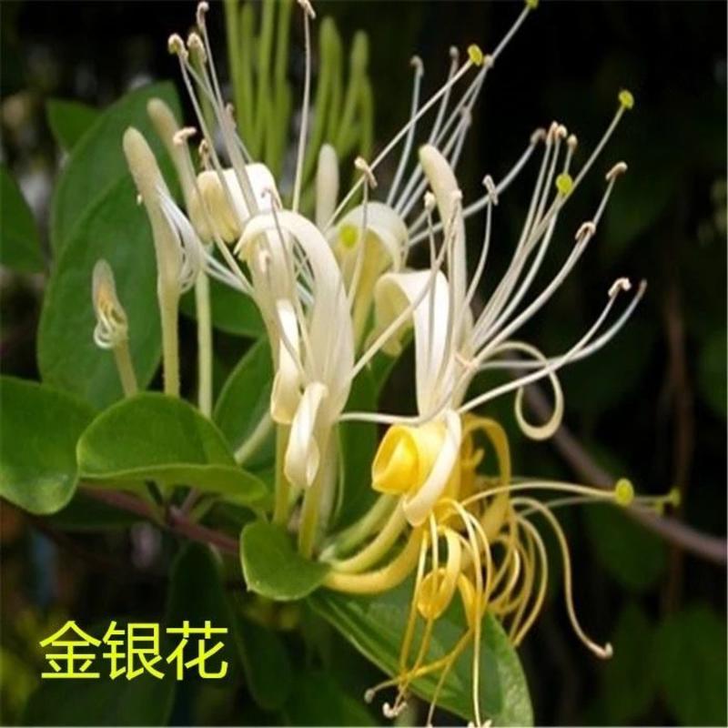 金银花种子四季金银花中药材可食用泡茶种子忍冬药用植物花卉
