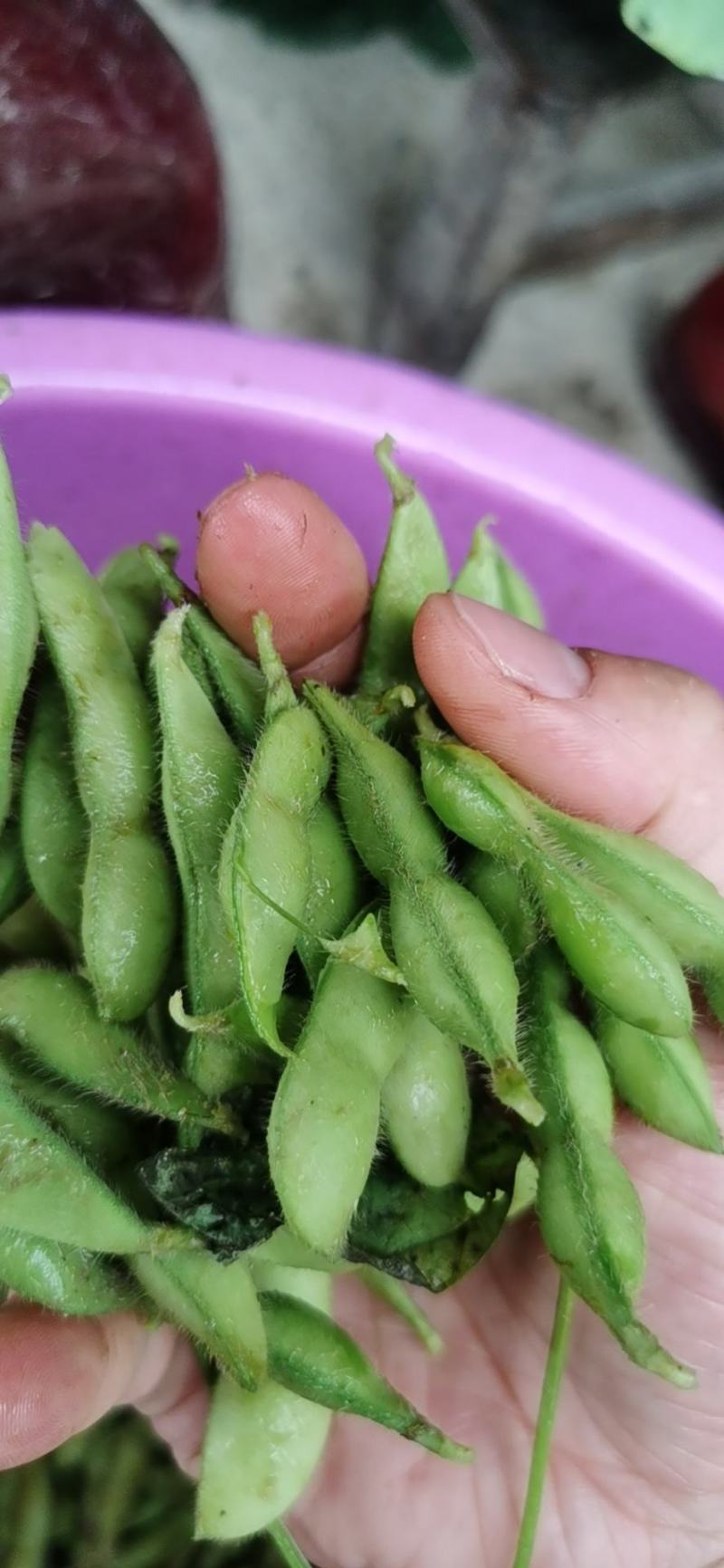 毛豆大量上市！个头饱满！货源充足！产地直销！