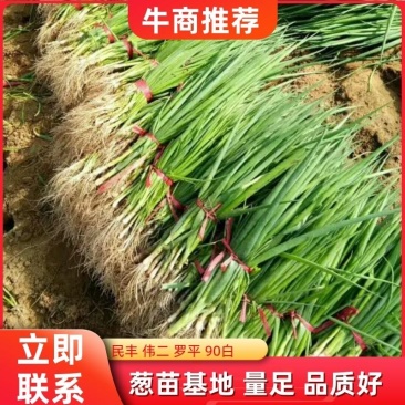 长白大葱葱苗，高品质，诚信合作，一手货源，产地直发