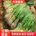 长白大葱葱苗，高品质，诚信合作，一手货源，产地直发