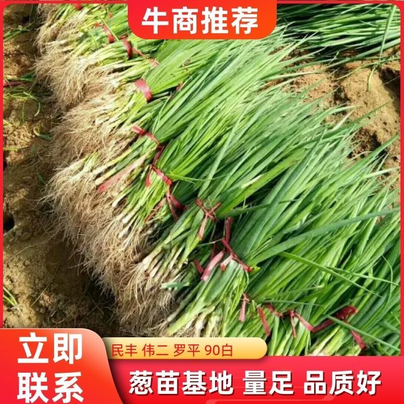 长白大葱葱苗，高品质，诚信合作，一手货源，产地直发