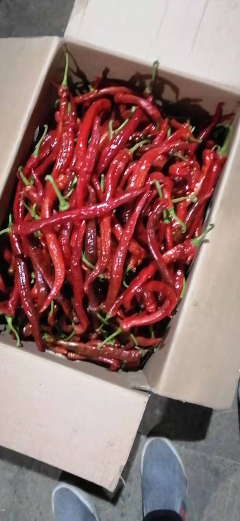 鲜辣椒红椒产地直发一手货源工厂椒