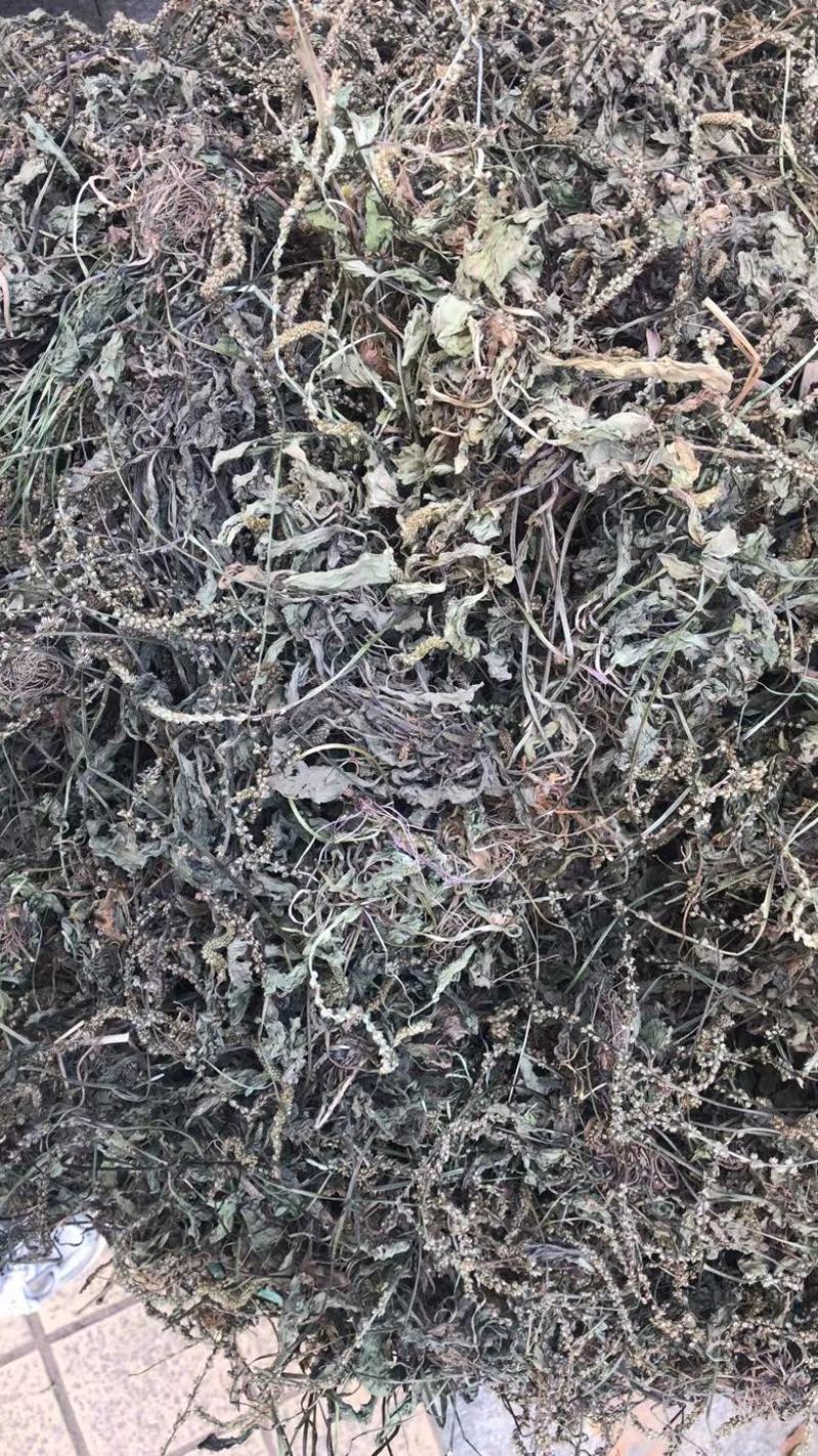 车前草～新货～产地现货～量大优惠～1公斤起售～