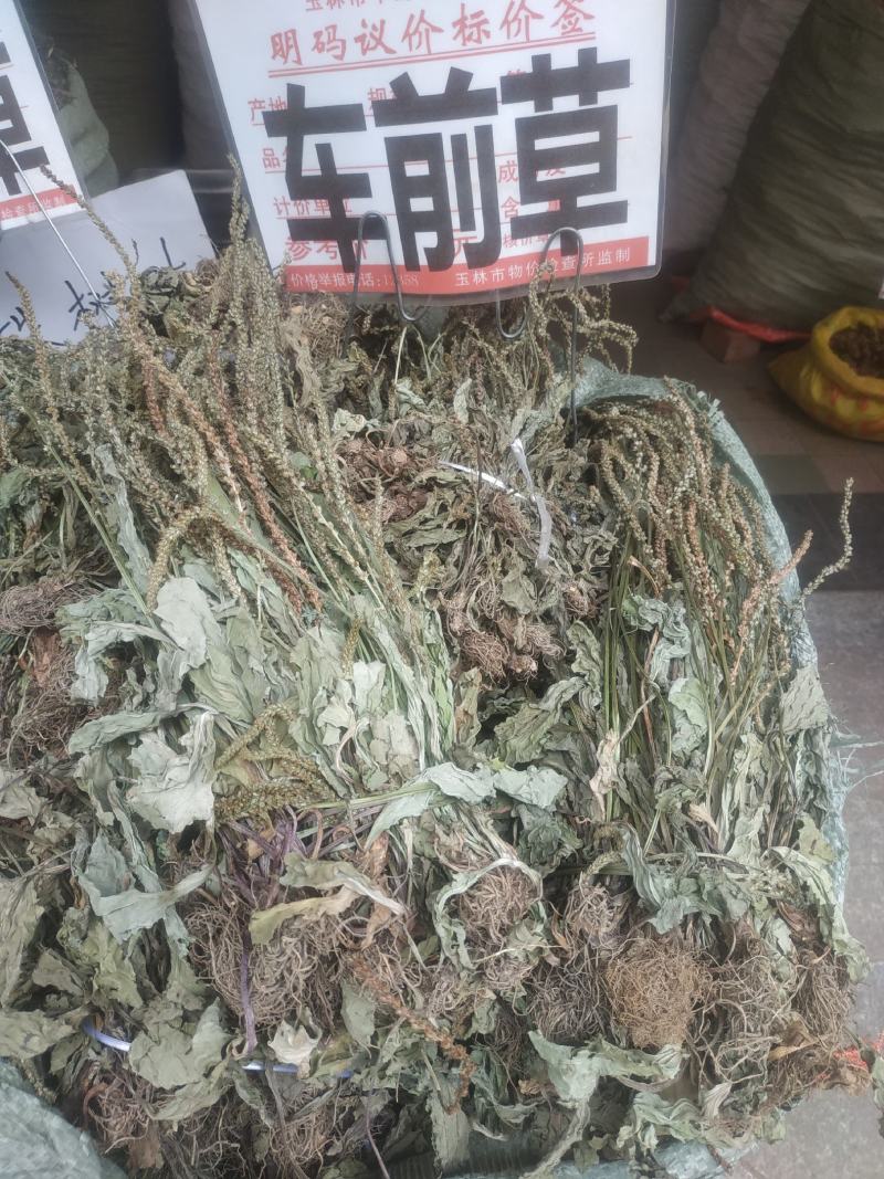 车前草～新货～产地现货～量大优惠～1公斤起售～