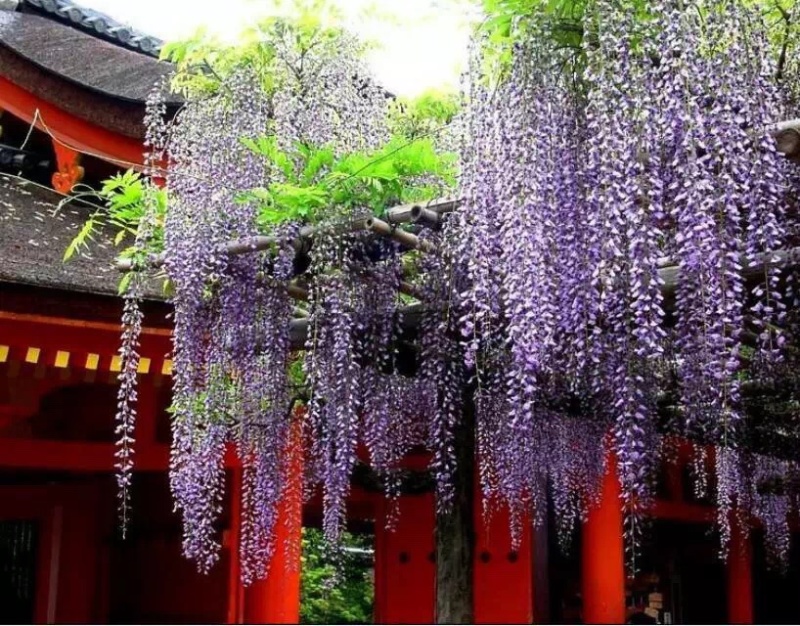 15公分紫藤规格齐全庭院别墅公园种植多花紫藤