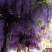 15公分紫藤规格齐全庭院别墅公园种植多花紫藤