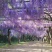 15公分紫藤规格齐全庭院别墅公园种植多花紫藤