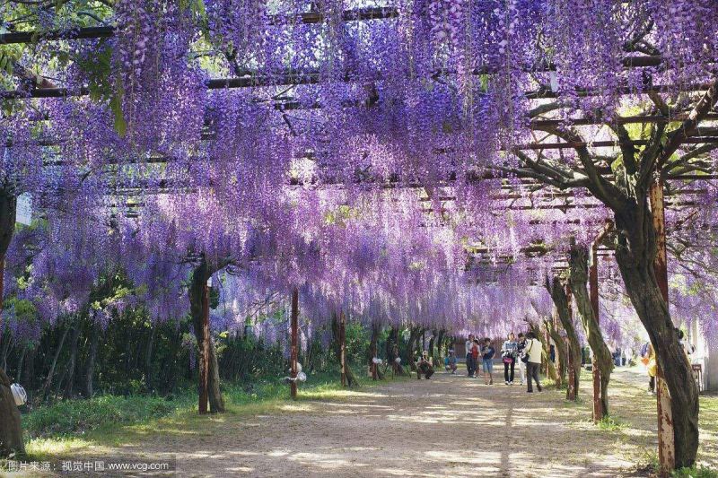 15公分紫藤规格齐全庭院别墅公园种植多花紫藤
