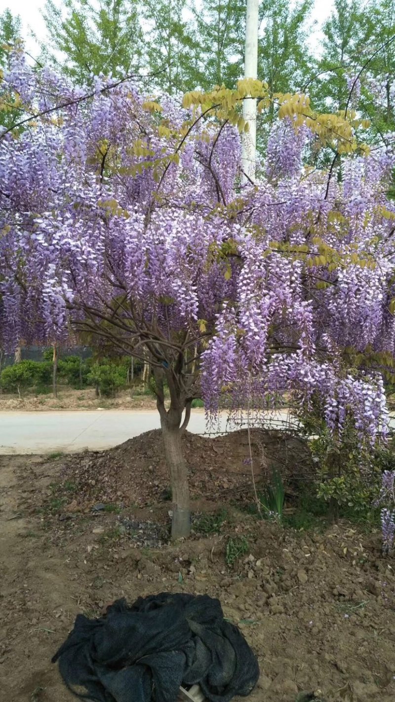 15公分紫藤规格齐全庭院别墅公园种植多花紫藤
