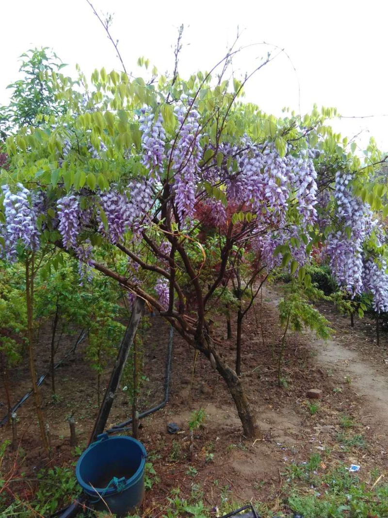 15公分紫藤规格齐全庭院别墅公园种植多花紫藤