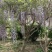 15公分紫藤规格齐全庭院别墅公园种植多花紫藤