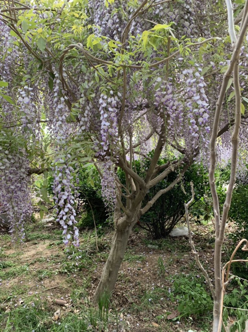 15公分紫藤规格齐全庭院别墅公园种植多花紫藤