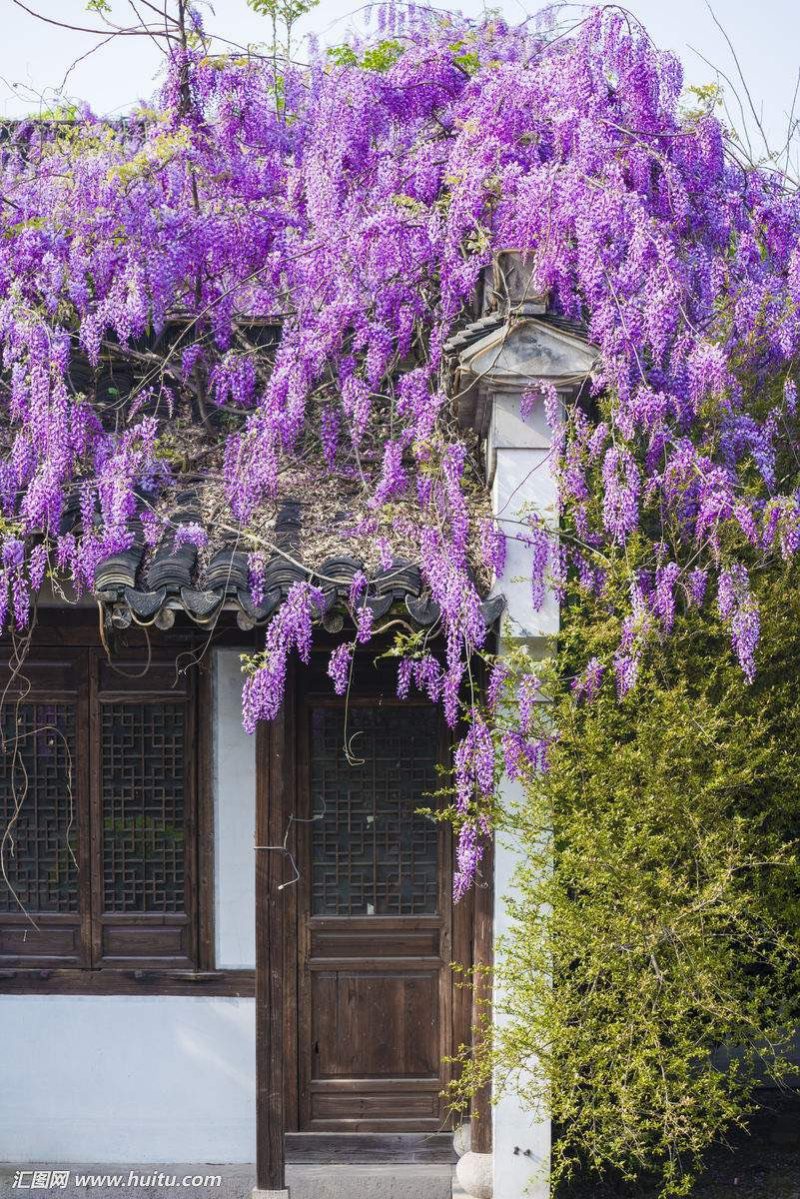 15公分紫藤规格齐全庭院别墅公园种植多花紫藤