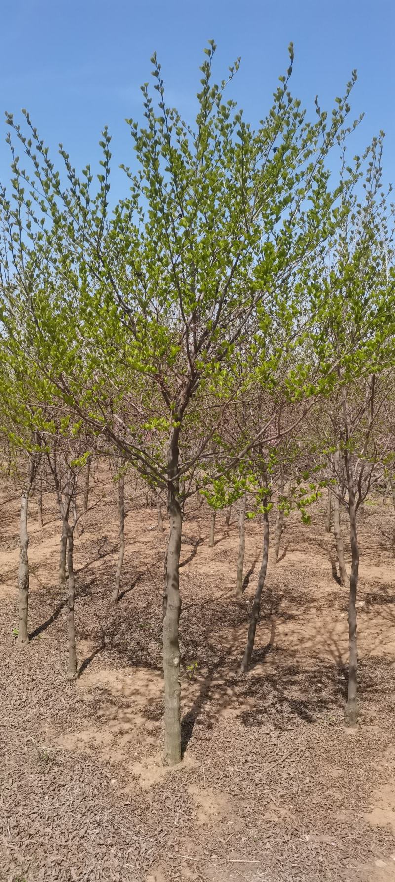 玉玲花生产基地自产自销产品保证