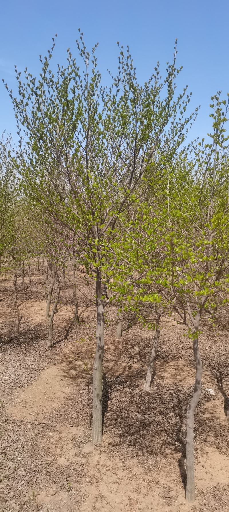 玉玲花生产基地自产自销产品保证