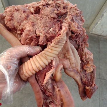 全熟猪头肉不用二次加工
