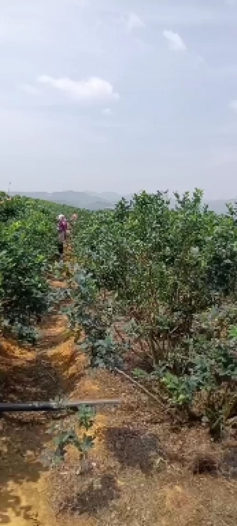 云南原生态露天蓝莓，口感清香甜无籽，皮厚脆果粉好