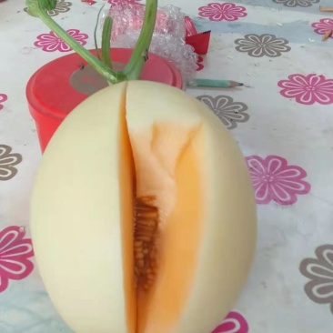 红金蜜甜瓜，红金蜜白皮红肉色泽靓丽，产地海量供应